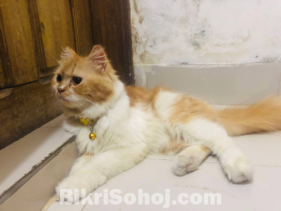 Persian Female Adult